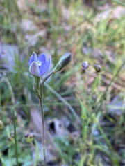 Thelymitra pauciflora