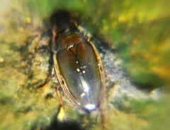 Tropisternus lateralis