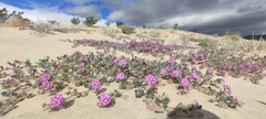 Abronia villosa villosa