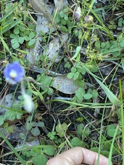 Thelymitra pauciflora