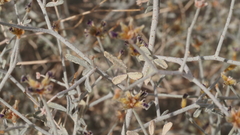 Psorothamnus emoryi emoryi