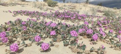 Abronia villosa villosa