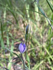 Thelymitra pauciflora