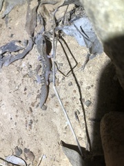 Diplodactylus vittatus