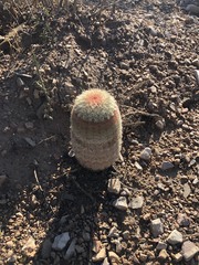Echinocereus pectinatus pectinatus
