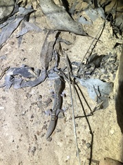 Diplodactylus vittatus