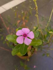 Catharanthus roseus