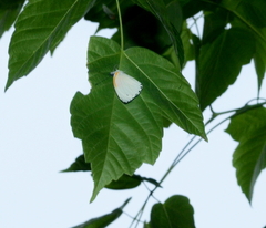 Mylothris rueppellii