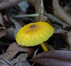 Leucocoprinus brunneoluteus