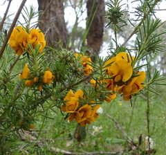 Pultenaea laxiflora