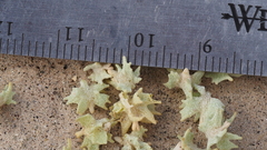 Atriplex canescens macilenta