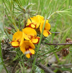 Pultenaea laxiflora