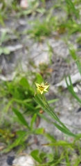 Sisyrinchium