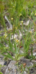 Sisyrinchium