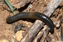 Ommatoiulus sabulosus aimatopodus