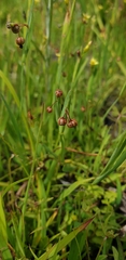 Sisyrinchium