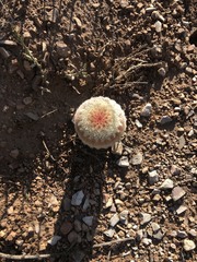 Echinocereus pectinatus pectinatus