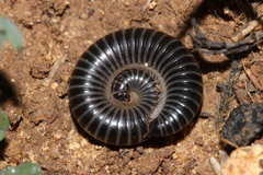 Ommatoiulus sabulosus aimatopodus