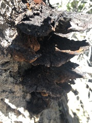 Inonotus munzii