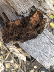 Inonotus munzii