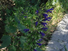 Salvia concolor