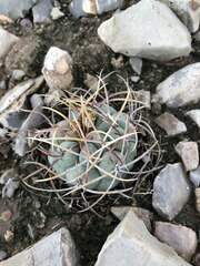 Thelocactus hexaedrophorus