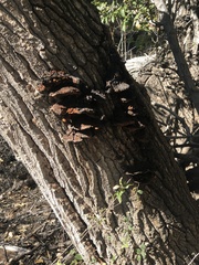 Inonotus munzii
