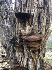 Inonotus munzii