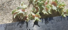 Atriplex canescens macilenta