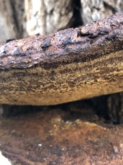 Inonotus munzii