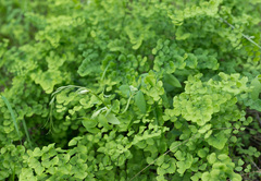 Adiantum jordanii