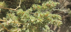 Atriplex canescens macilenta