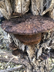 Inonotus munzii