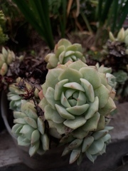 Echeveria simulans