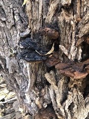 Inonotus munzii
