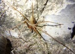 Loxosceles rufescens