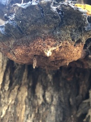 Inonotus munzii