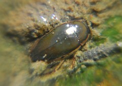 Tropisternus lateralis