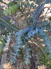 Eucalyptus pulverulenta