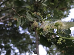 Pithecellobium dulce