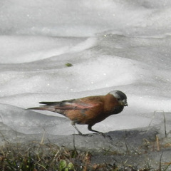 Leucosticte tephrocotis