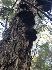 Inonotus munzii