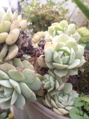 Echeveria simulans