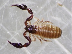 Haplochernes funafutensis