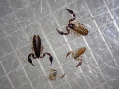 Haplochernes funafutensis