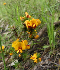 Pultenaea humilis