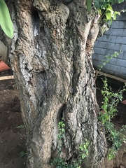 Pithecellobium dulce