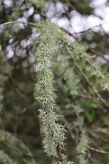 Ramalina