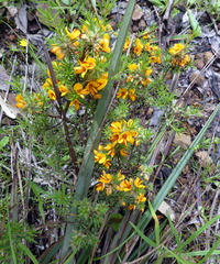 Pultenaea humilis