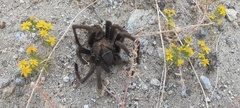Aphonopelma eutylenum